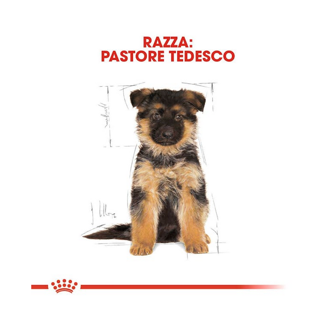 Royal Canin Pastore Tedesco Puppy Crocchette Per Cuccioli