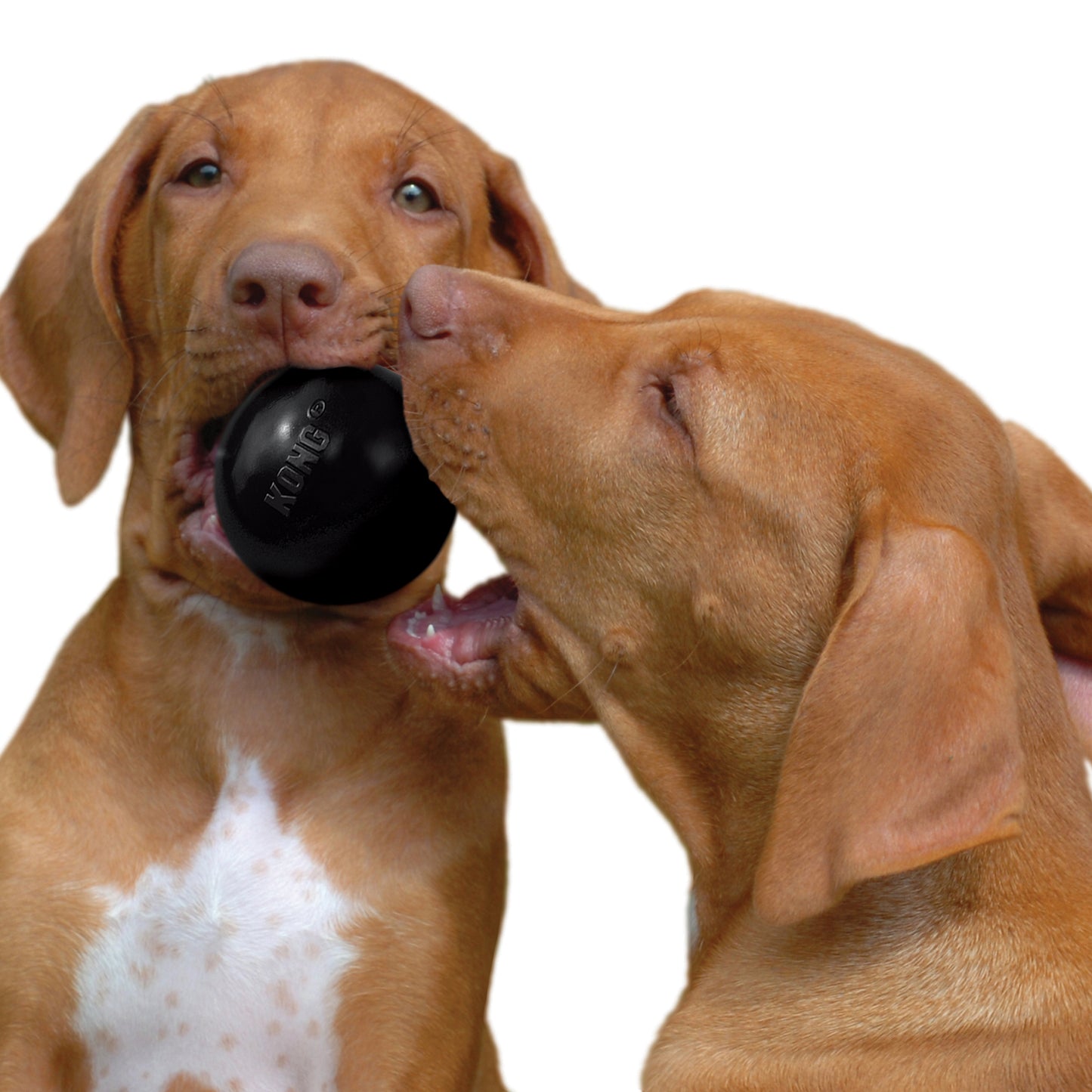 Kong Extreme Ball Gioco Resistente Per Cani e Cuccioli