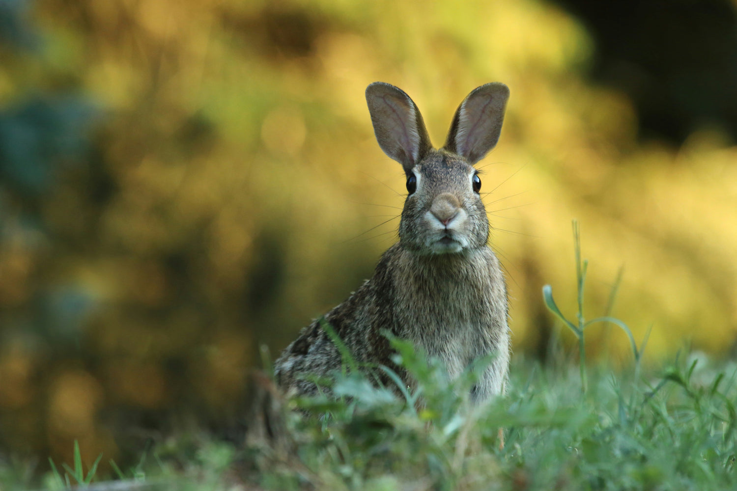 Altri Animali